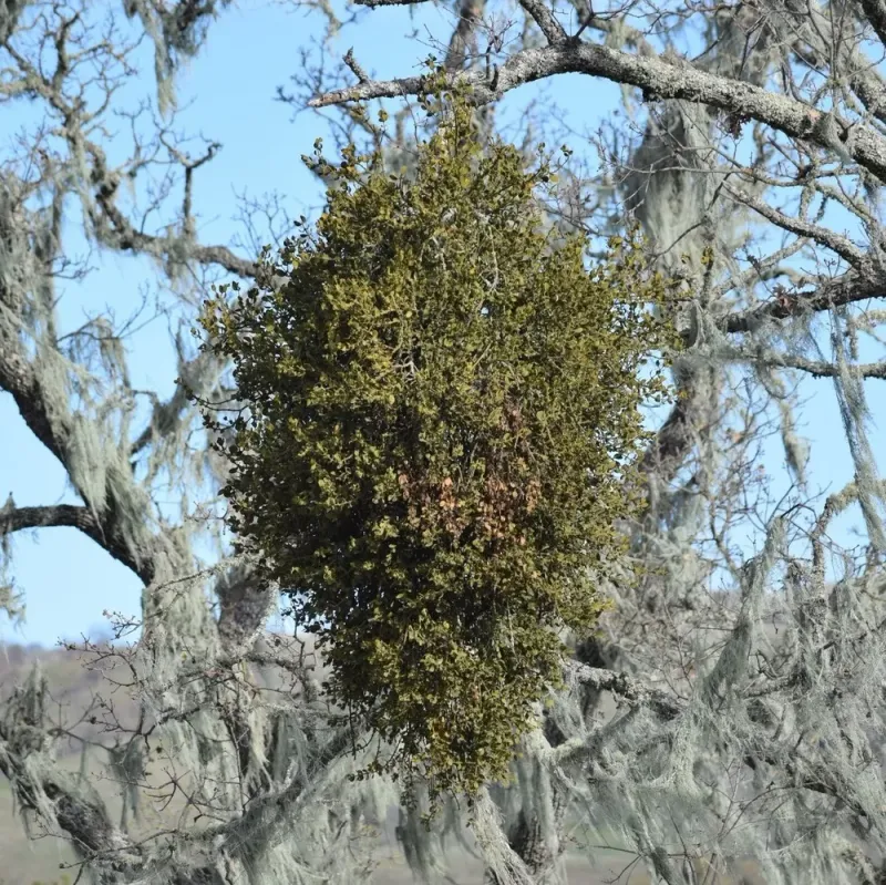 Mistletoe Bunches Growing Strong