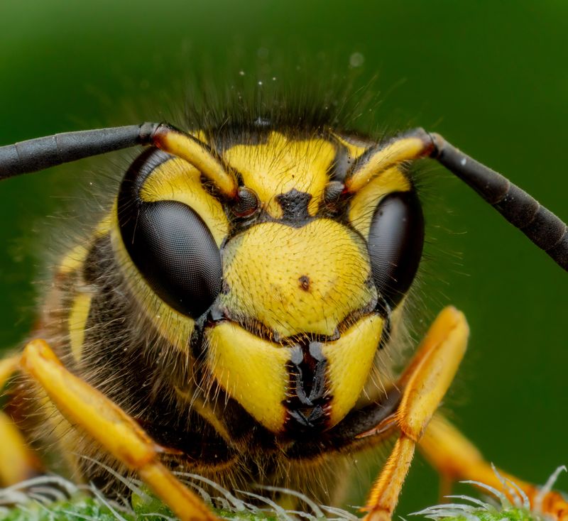 Yellowjacket