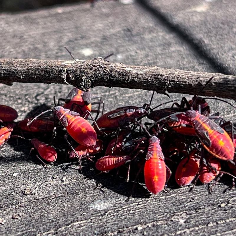 Boxelder Bugs
