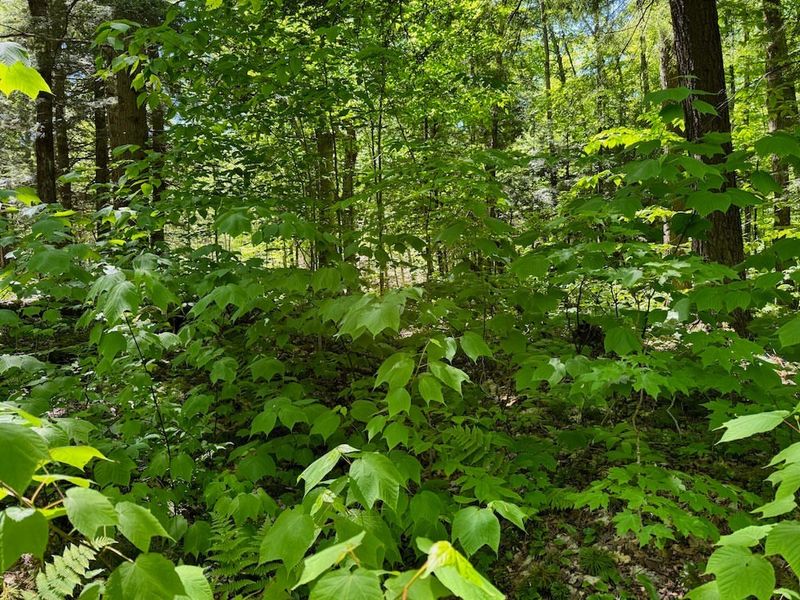 Striped Maple