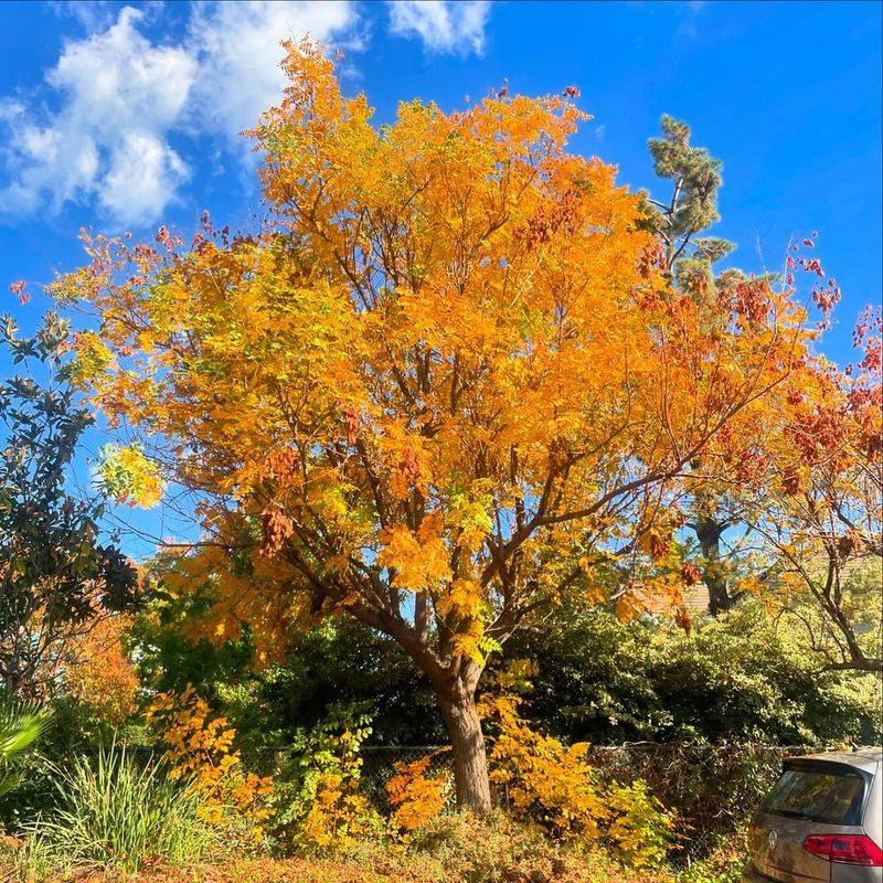 Native To Asia But Thrives In Arkansas