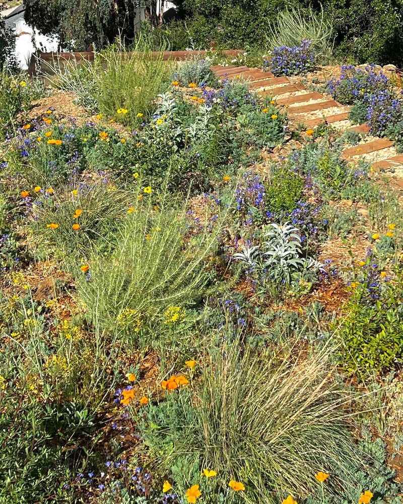 Invasive Plant Species