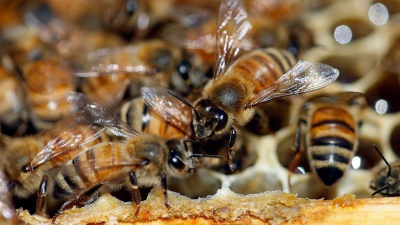 Monoculture Farming Limits Dietary Variety