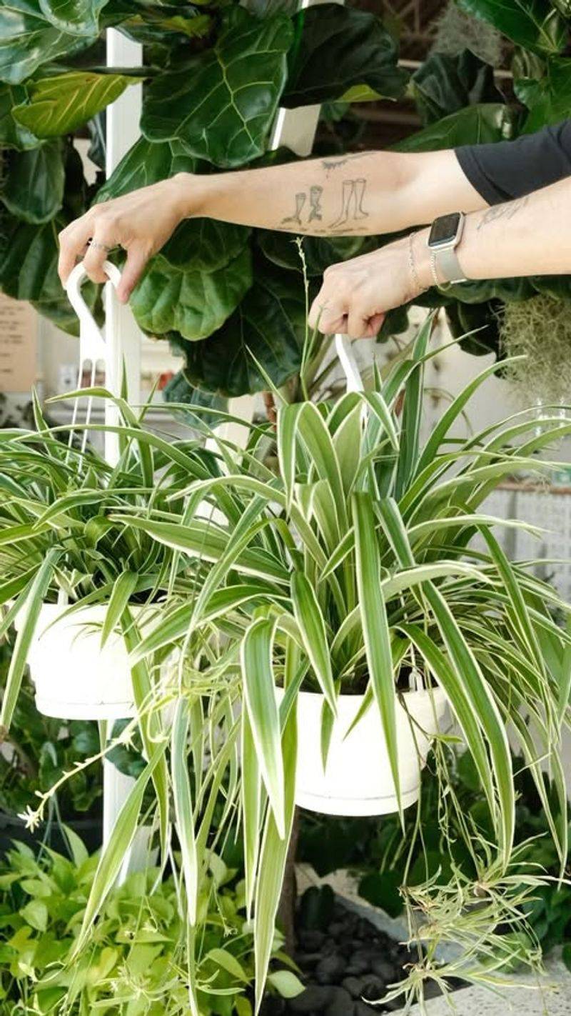 Spider Plant