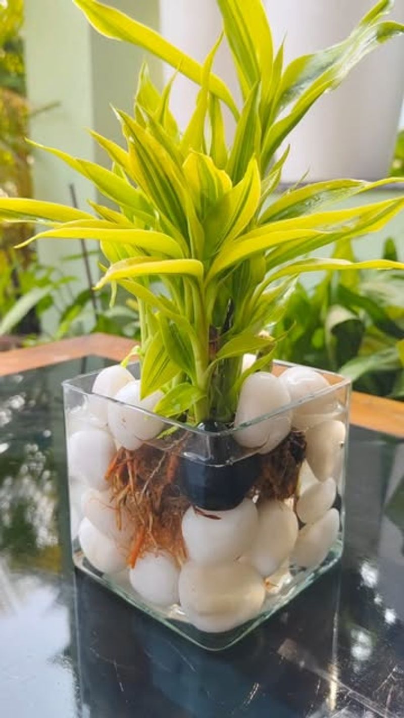 Lucky Bamboo