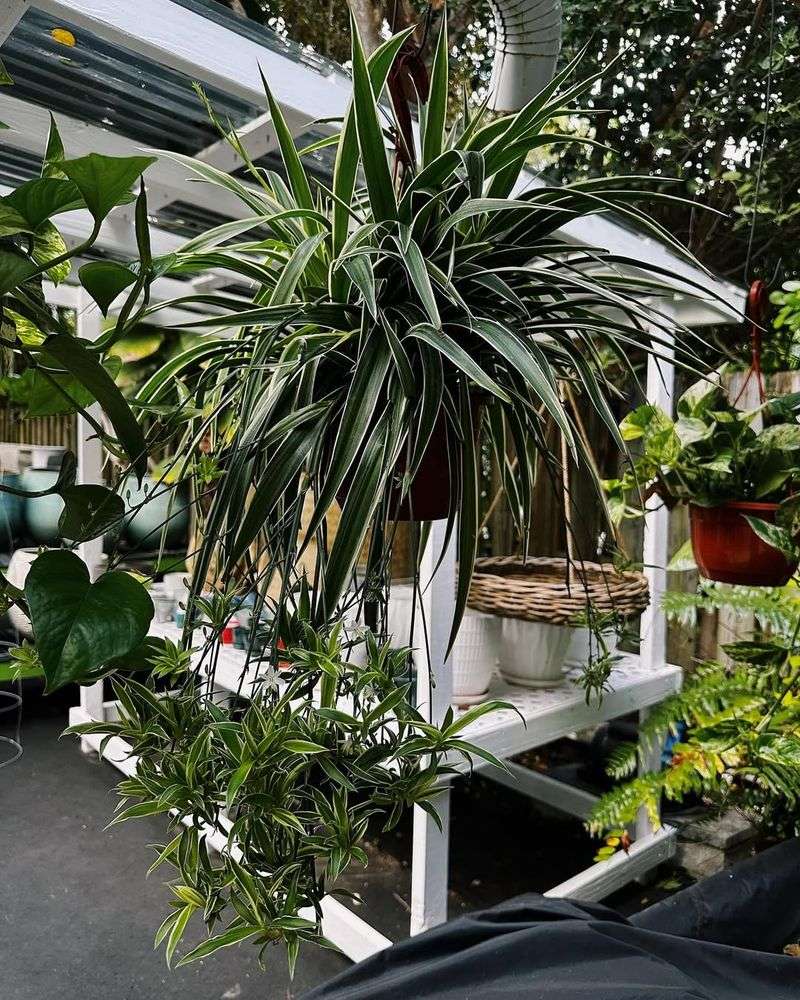 Spider Plant
