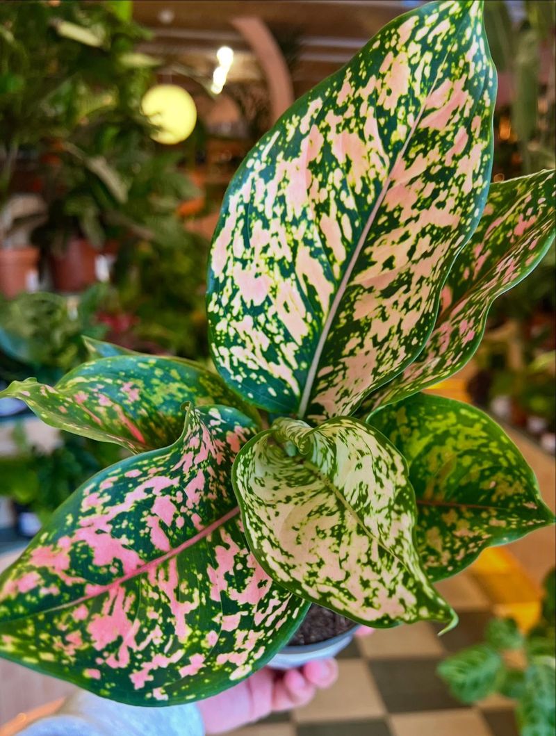 Aglaonema