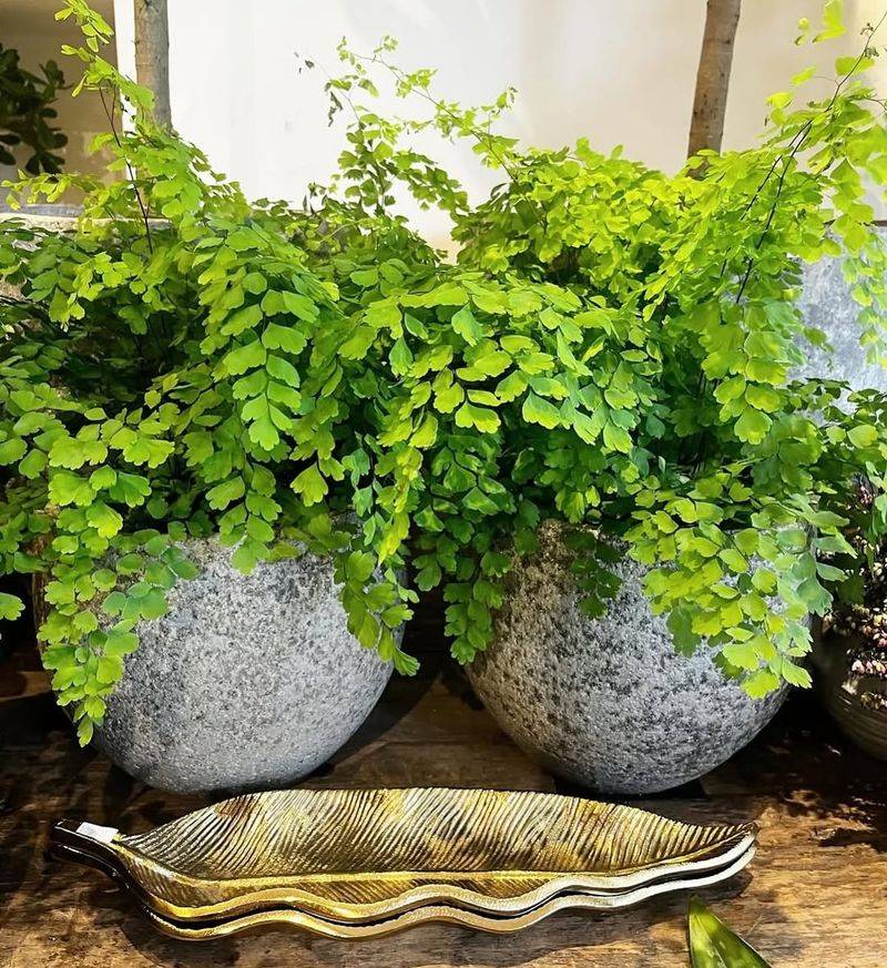 Maidenhair Fern