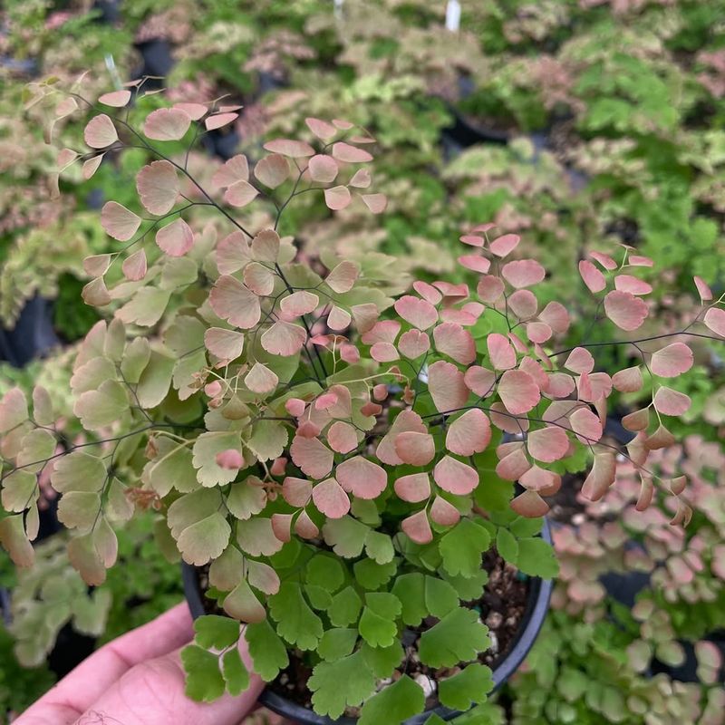 Maidenhair Fern (Adiantum)