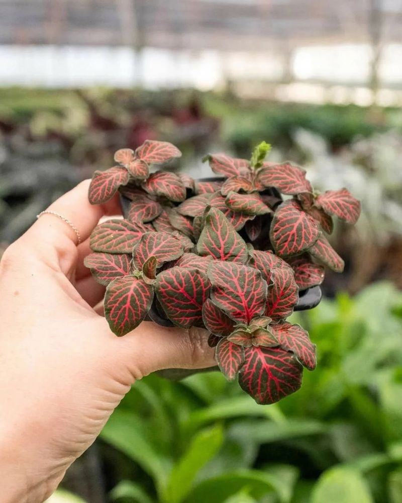 Nerve Plant (Fittonia)