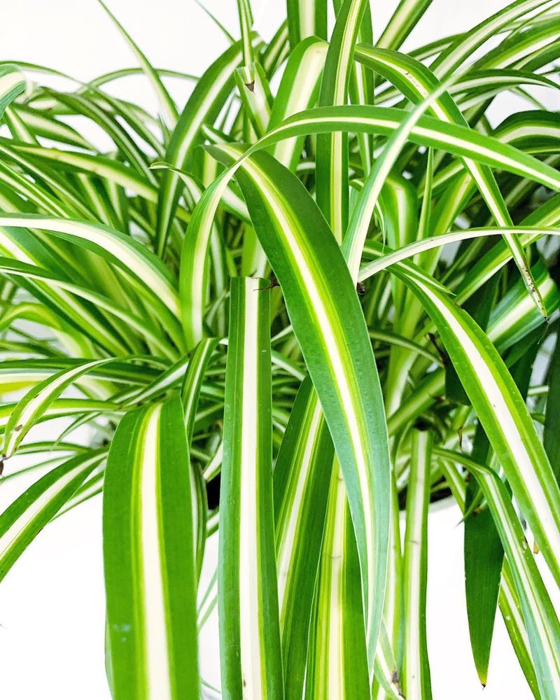 Spider Plant (Chlorophytum comosum)