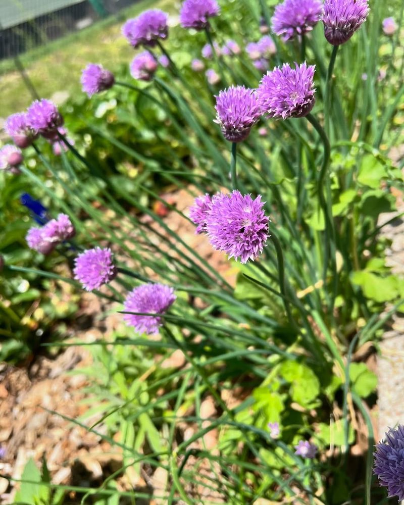Chives
