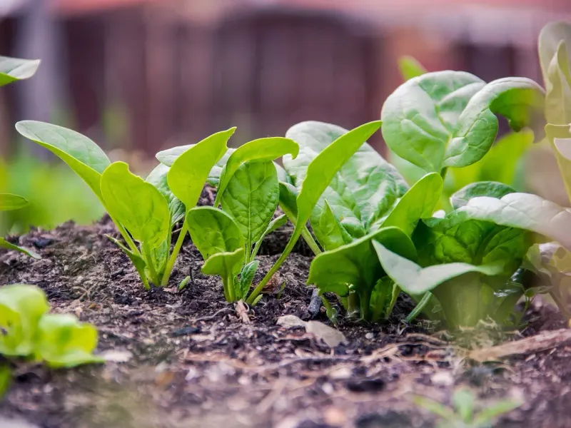 Spinach Thrives In Cool Corners And North-Facing Windows
