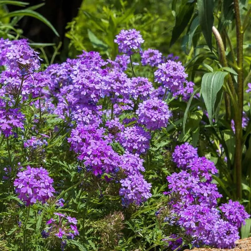 Rose Verbena
