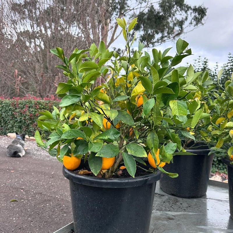 Dwarf Citrus Trees