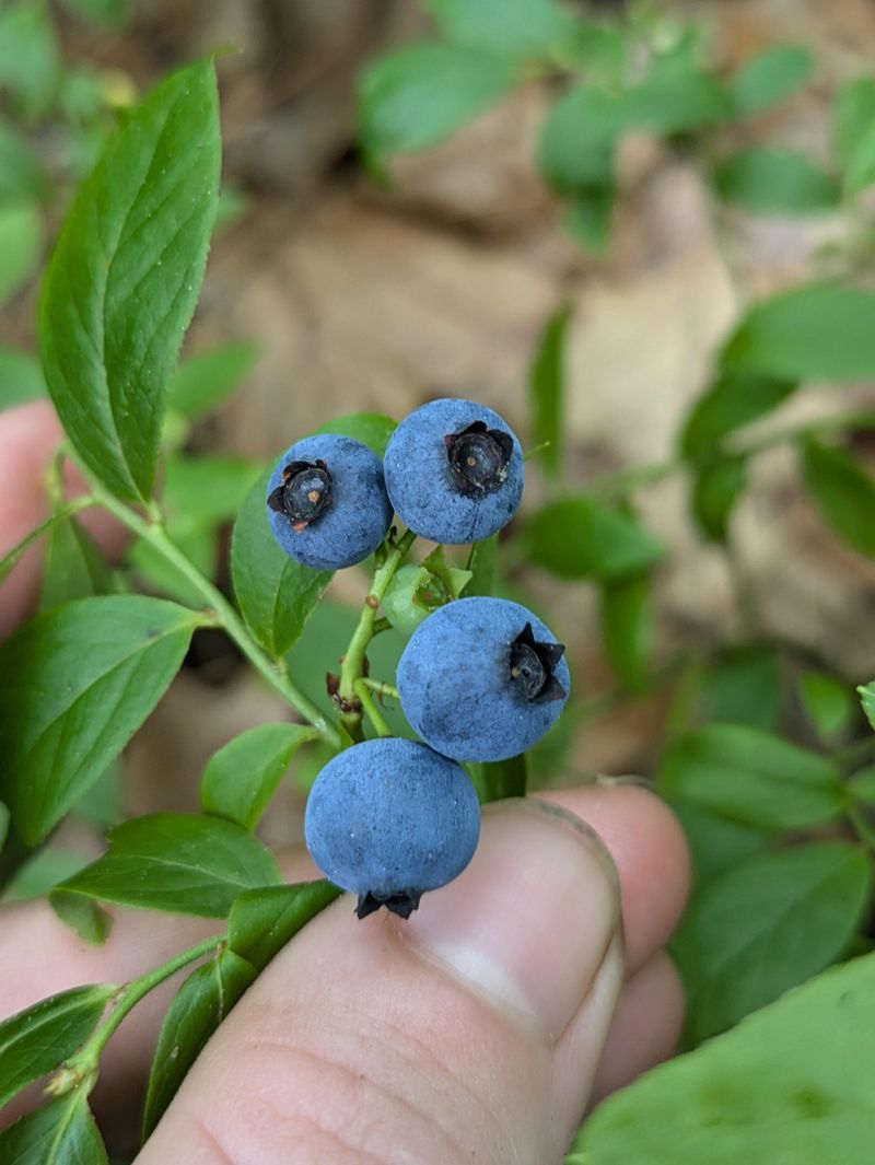 Blueberries