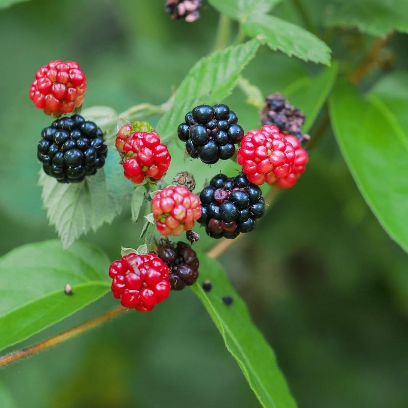 Blackberries