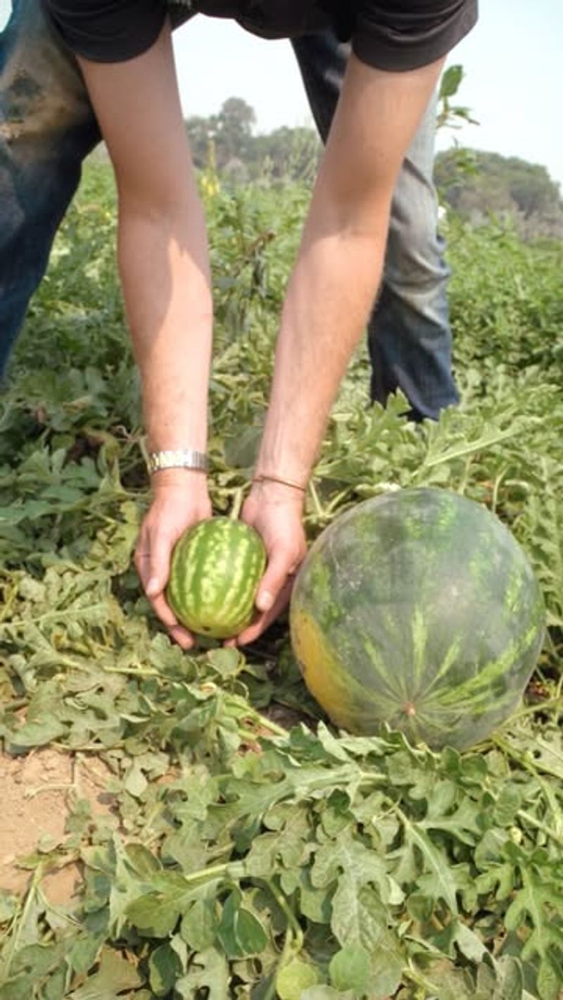 Watermelon