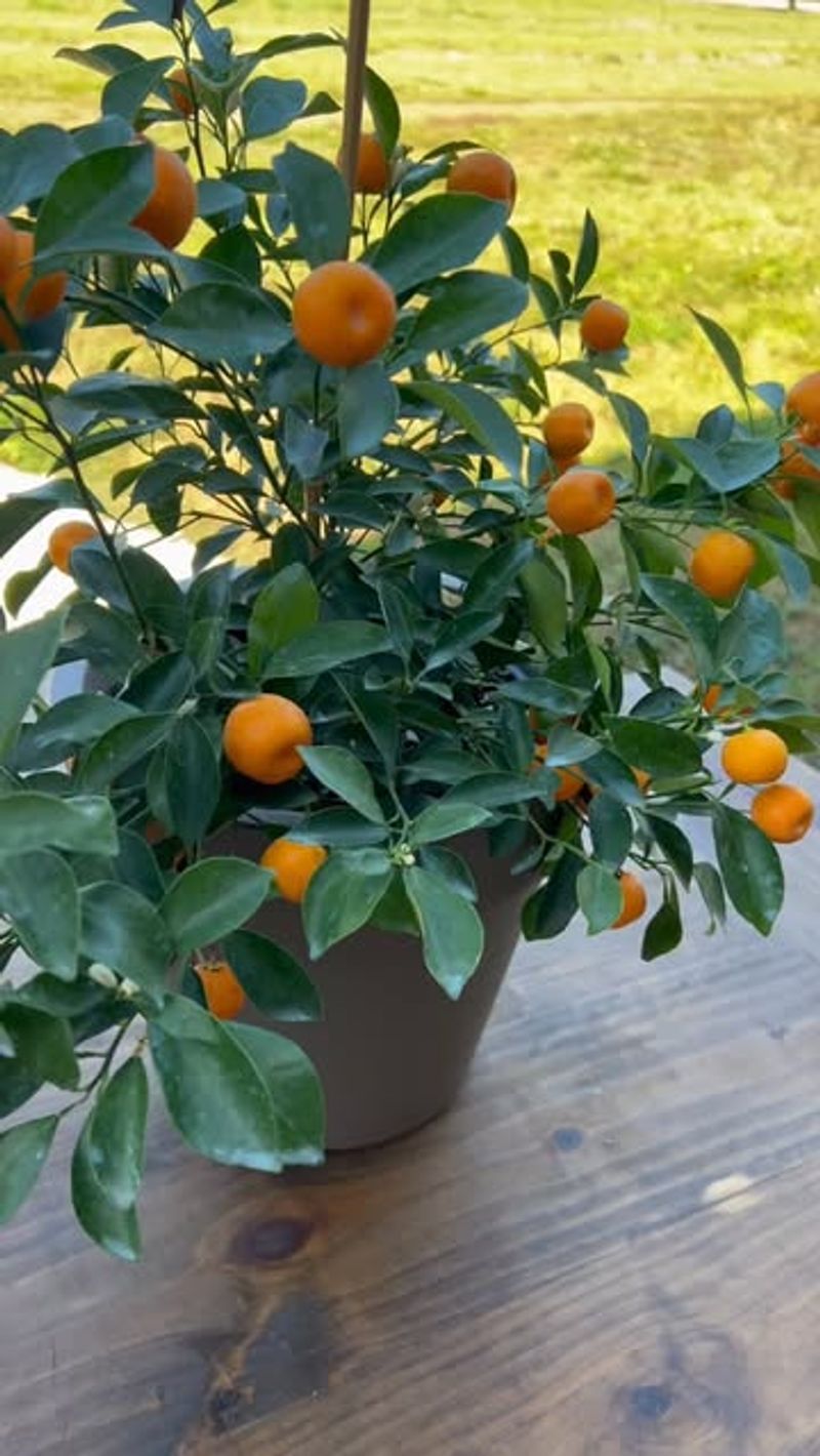 Citrus Trees