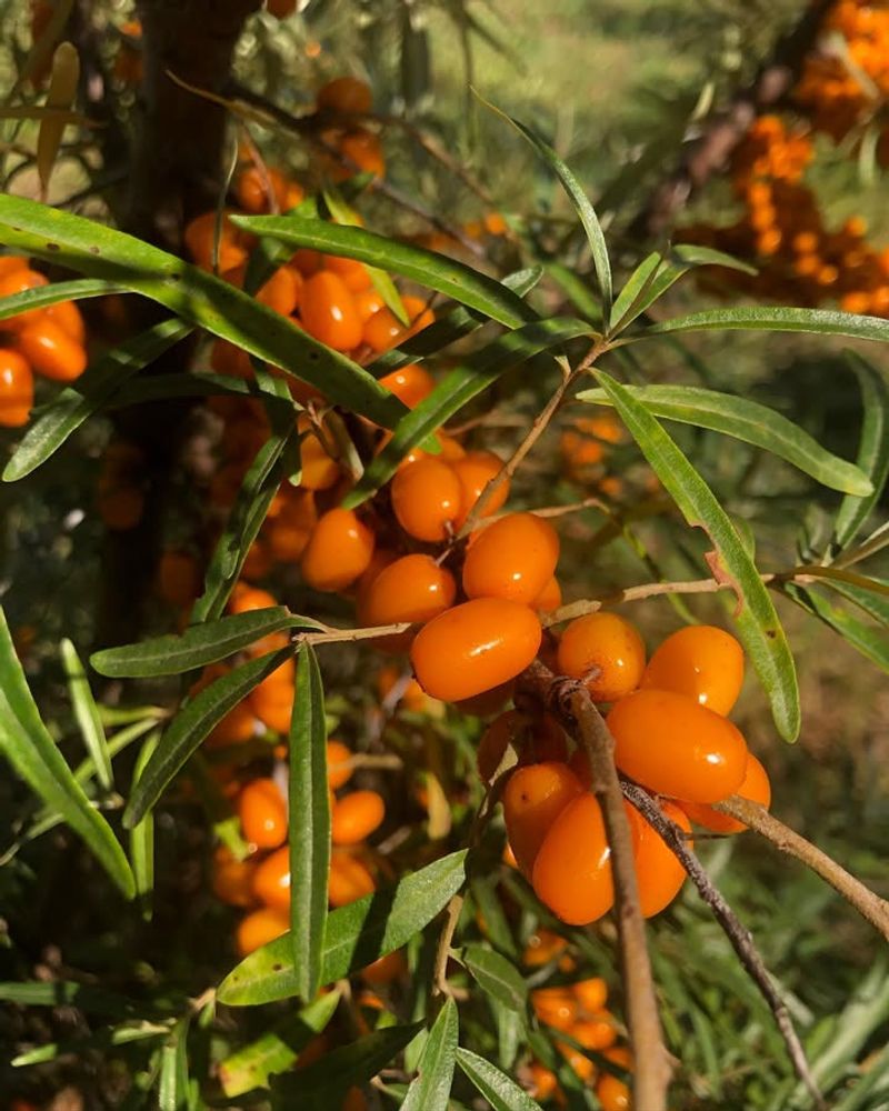 Seaberries