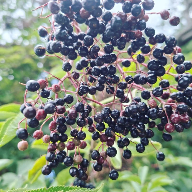 Elderberries