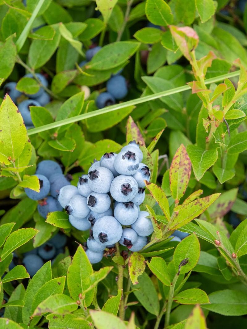 Blueberries