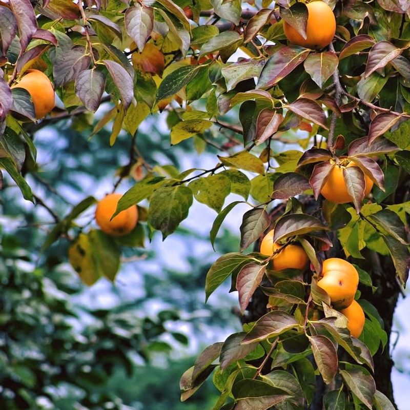 Persimmons