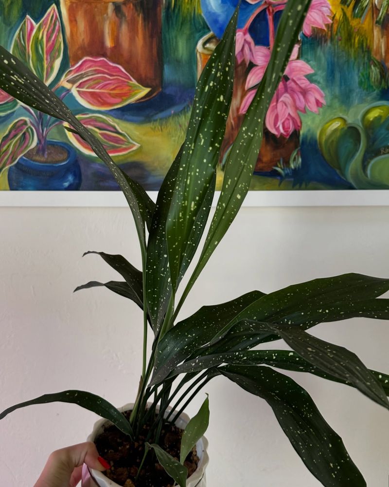 Cast Iron Plant