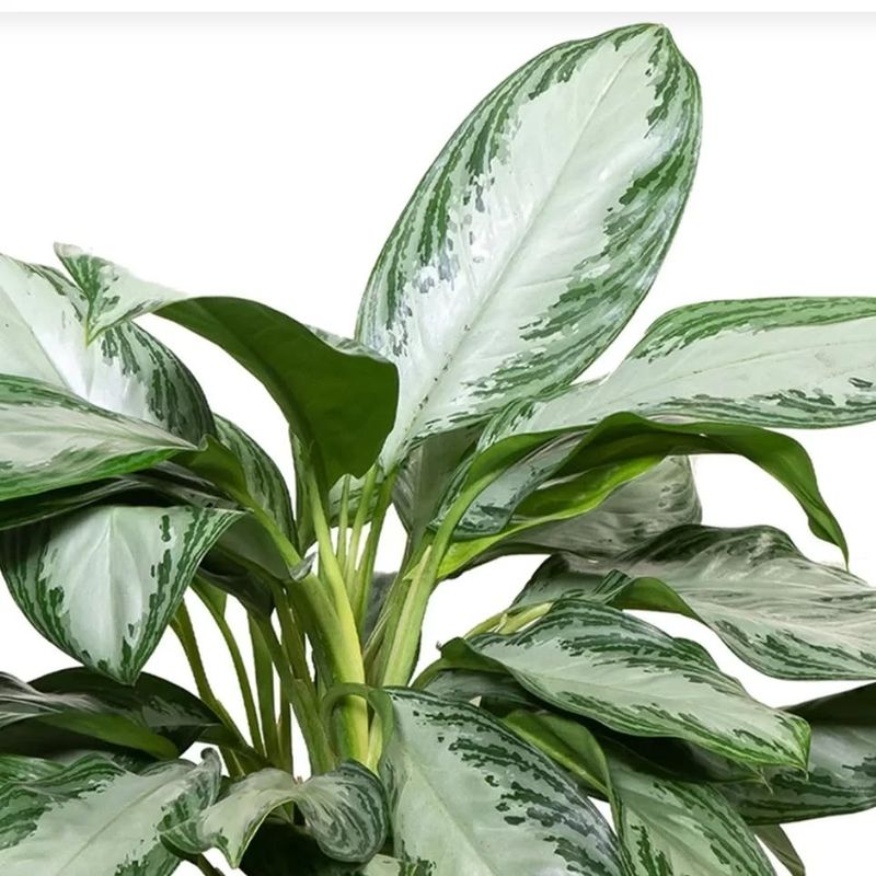 Chinese Evergreen
