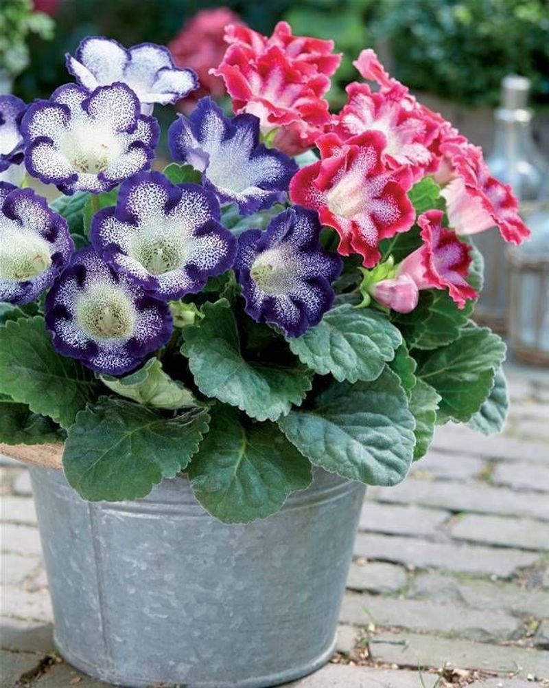 Gloxinia