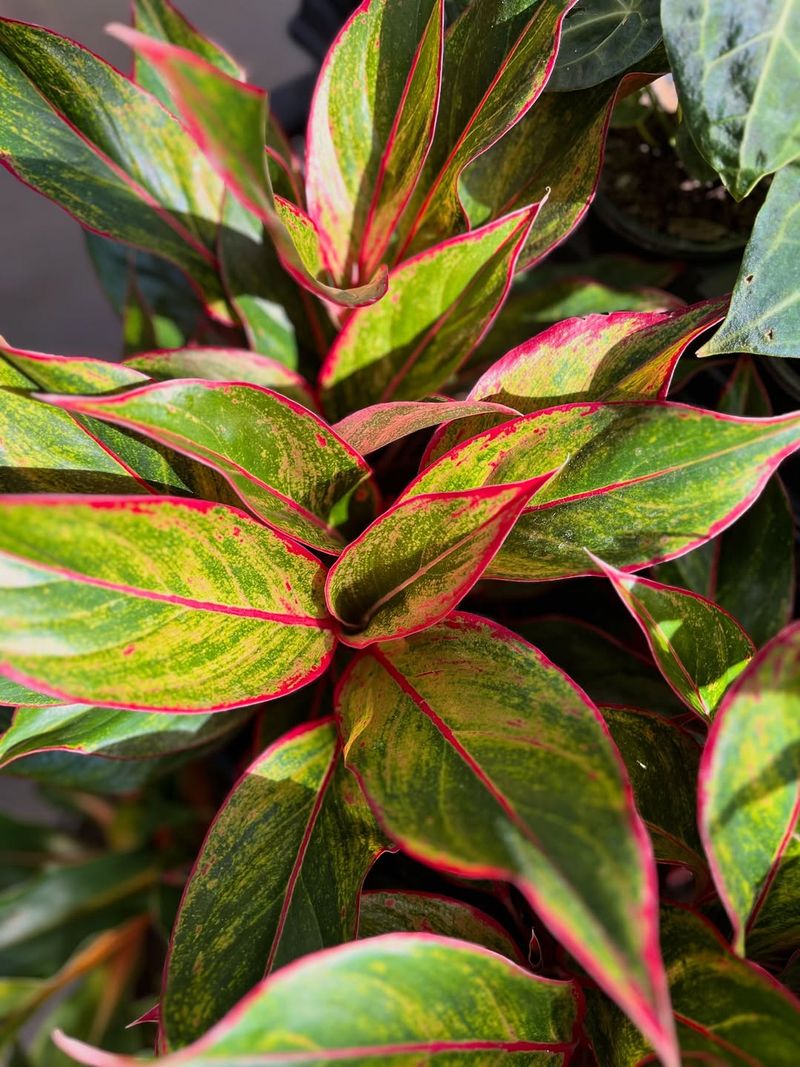 Chinese Evergreen