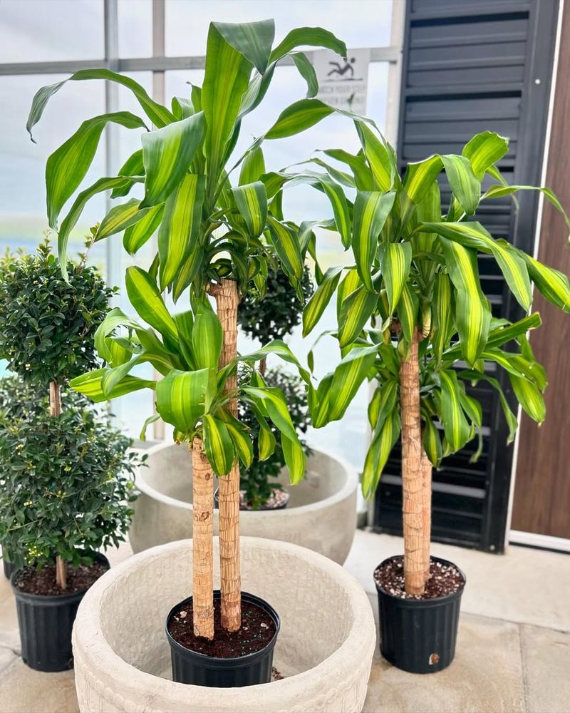Dracaena