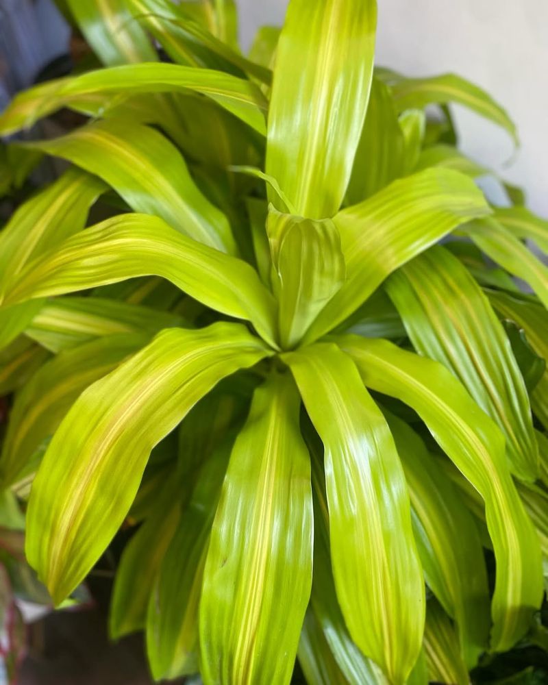 Dracaena (Dracaena fragrans)