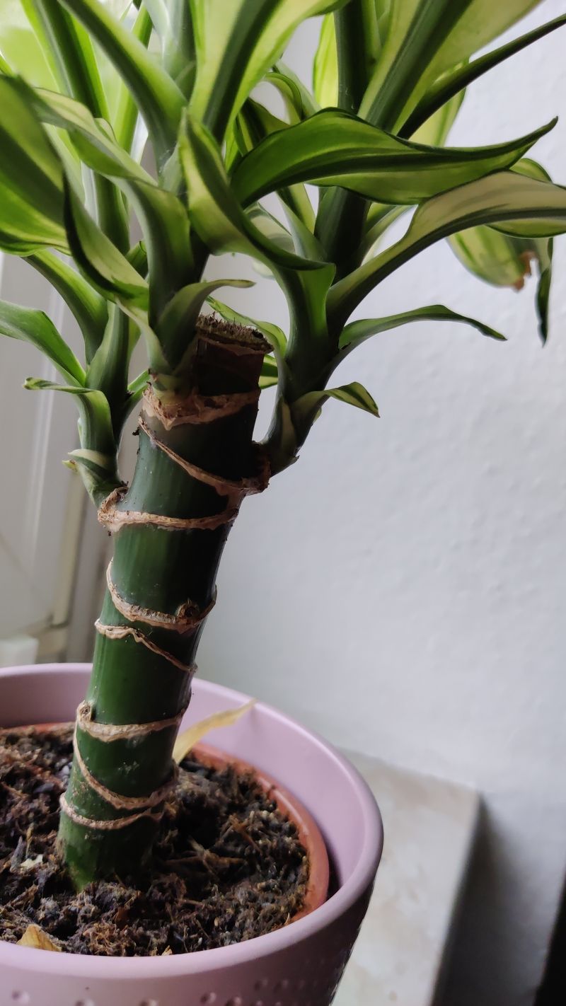 Dracaena (Dracaena fragrans)