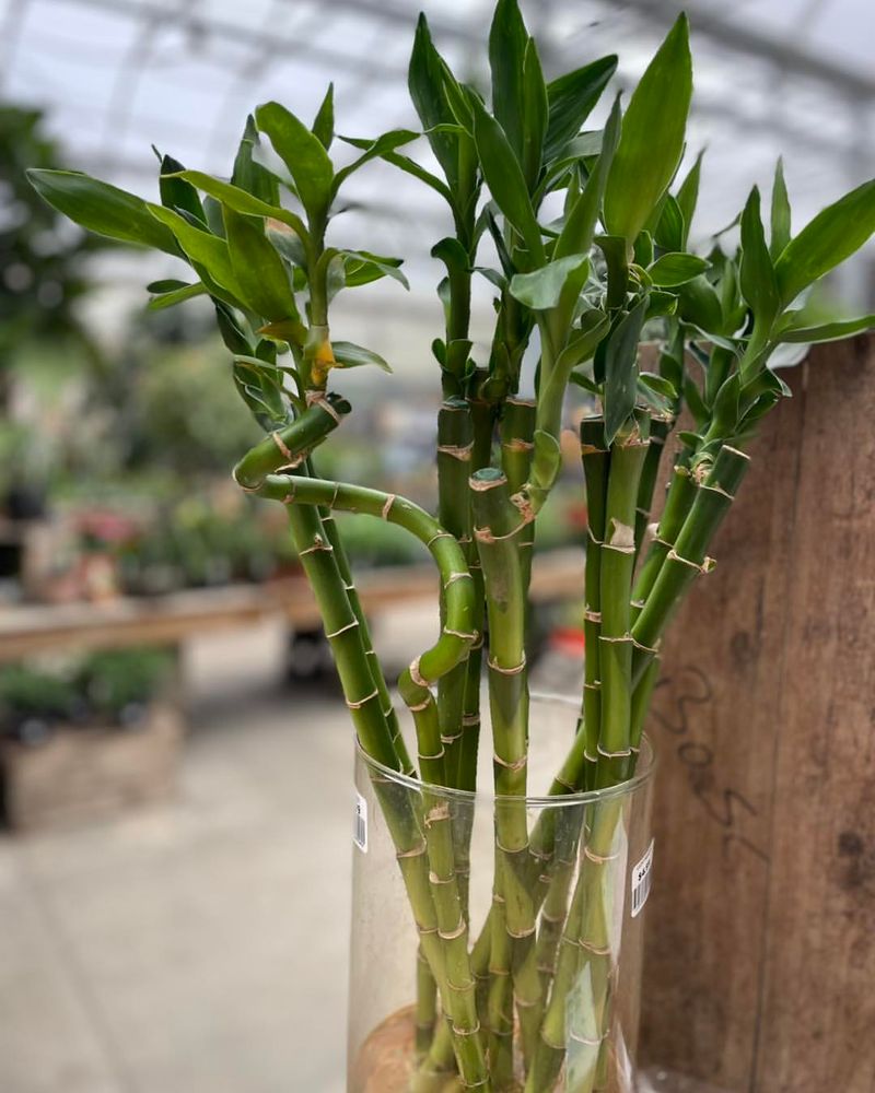 Lucky Bamboo