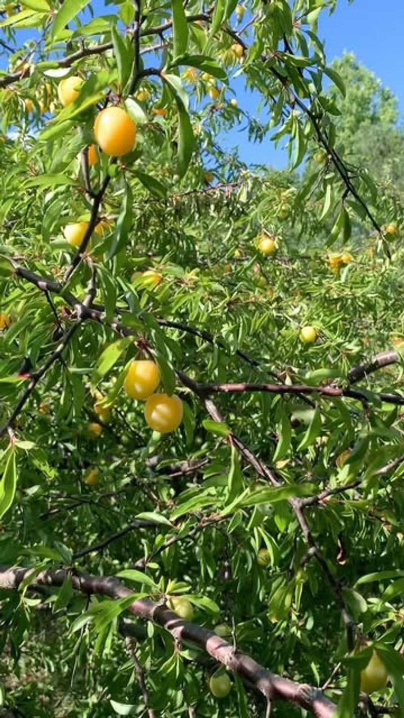 Plum Pits