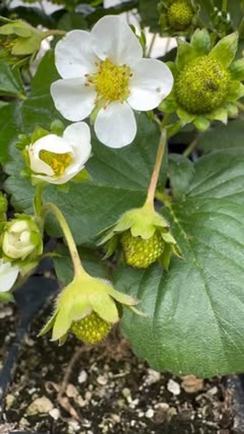 Strawberry Seeds