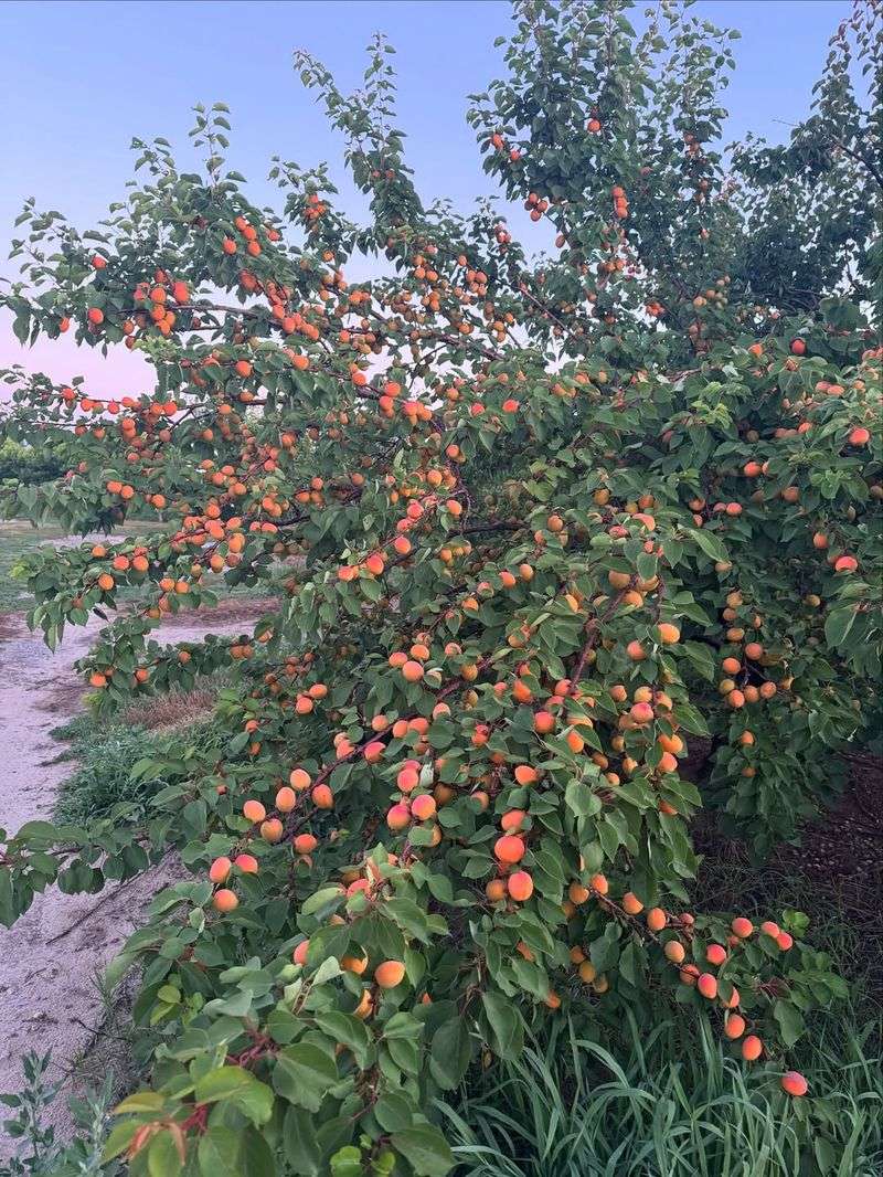 Apricot