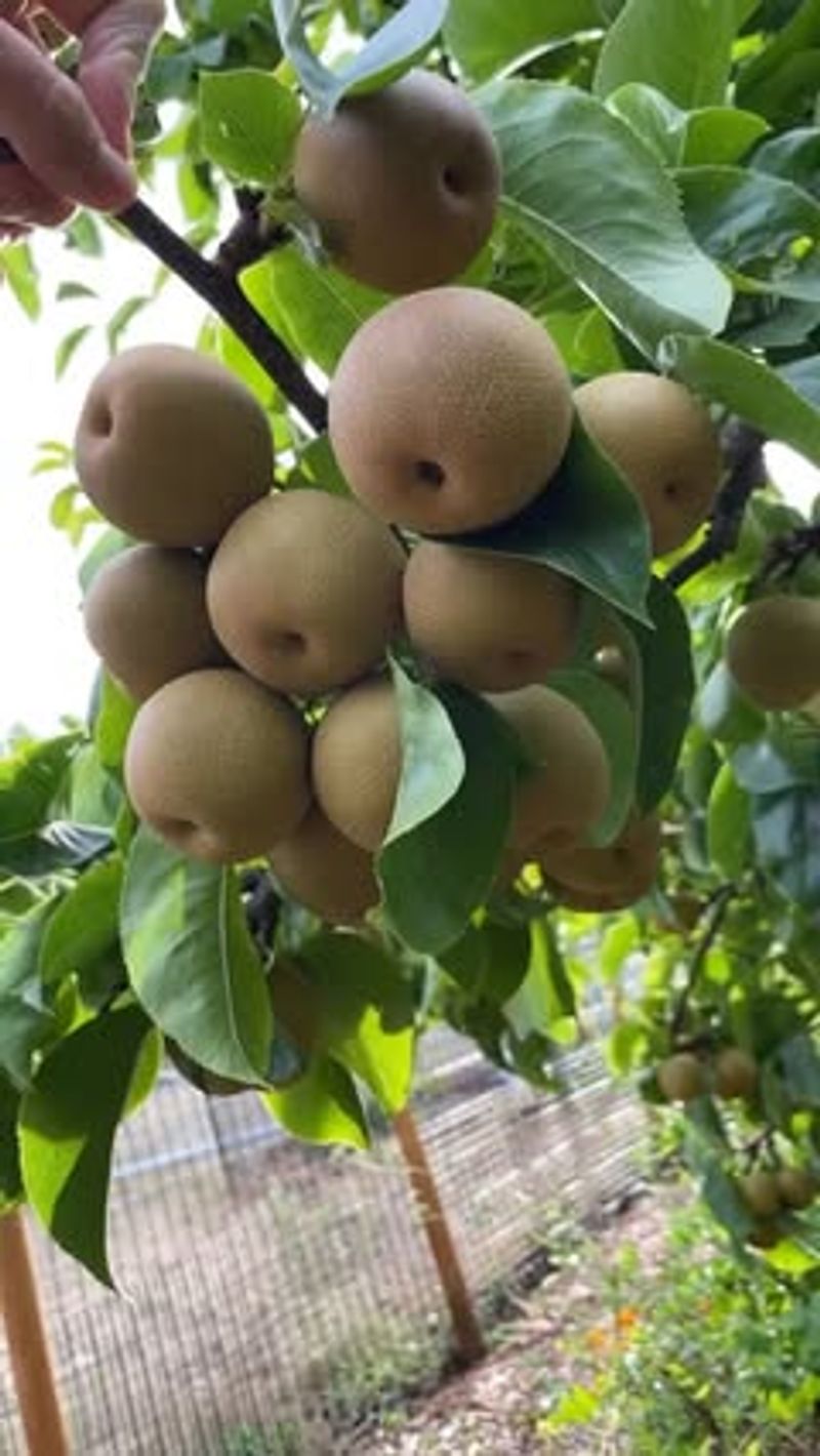 Pears
