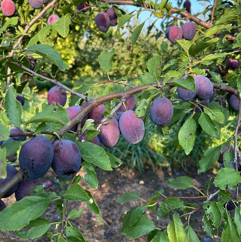Plums