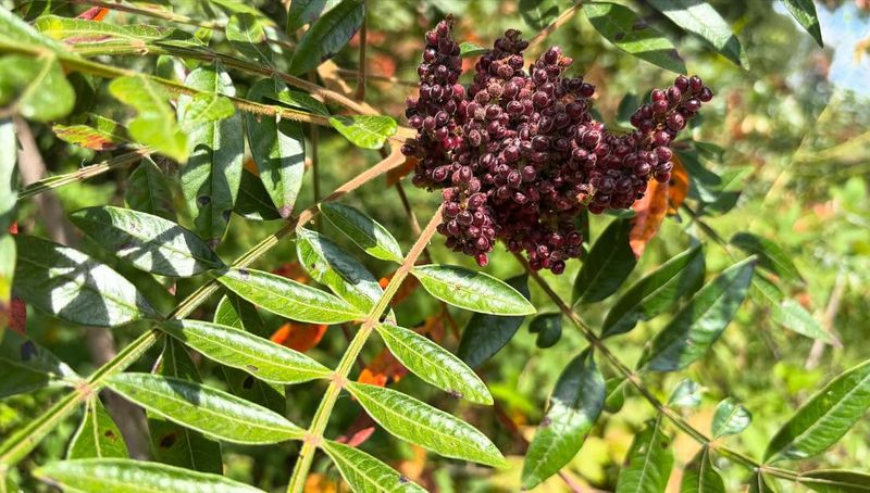 High Vitamin C Content Makes Berries Incredibly Nutritious