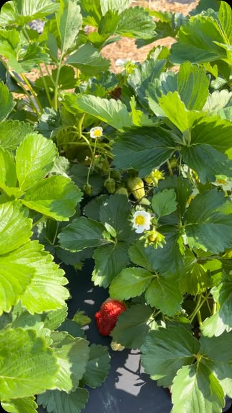 Strawberry Seeds