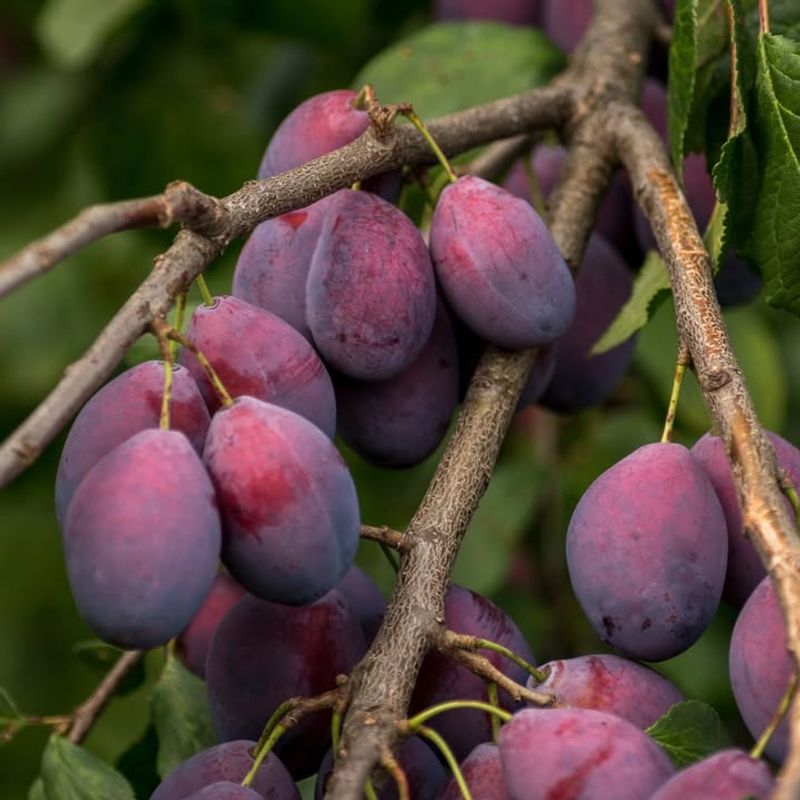 Plums Adapted To Minnesota Winters