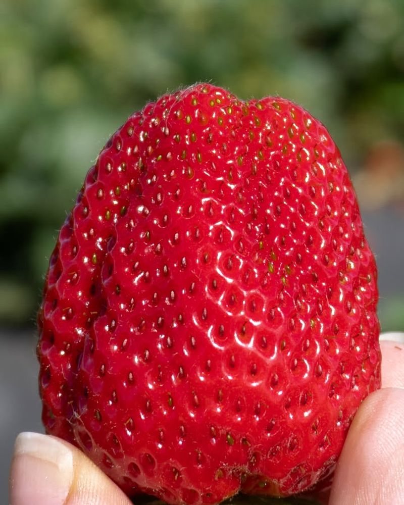 Strawberry Seeds