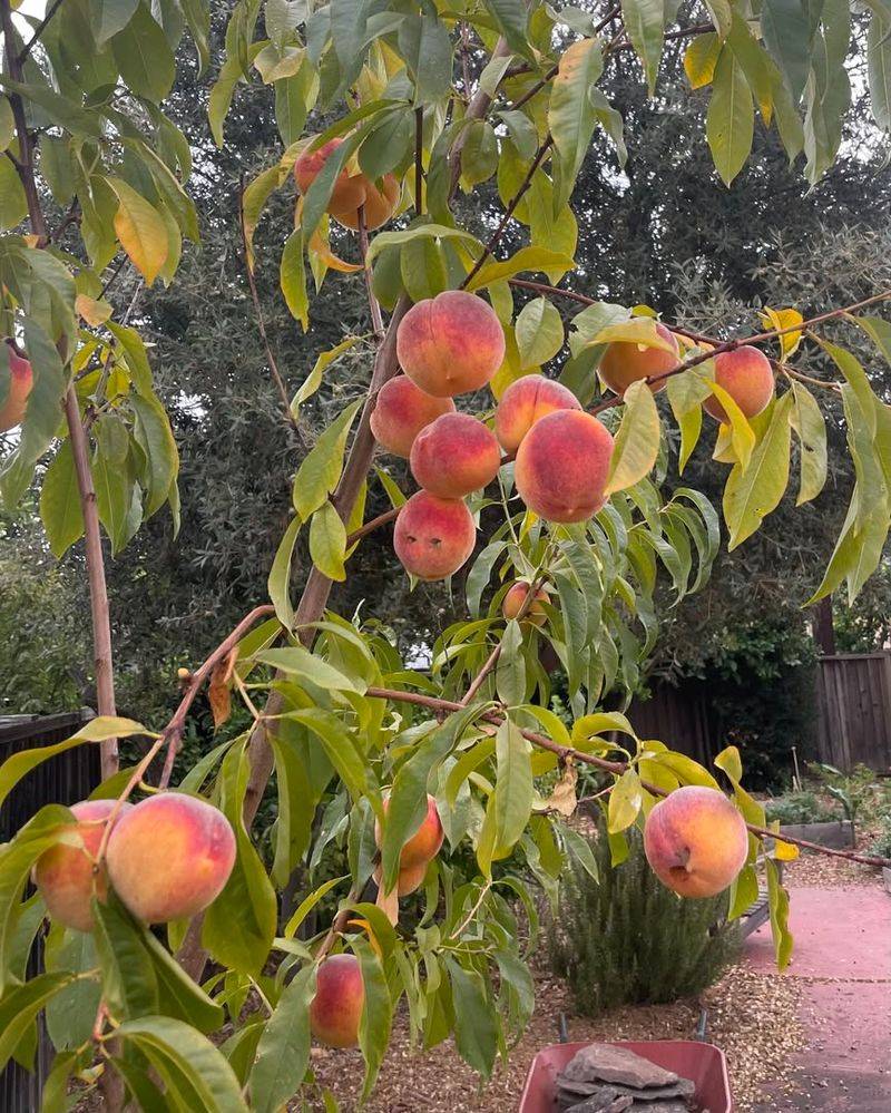 Peach Trees: Moth Magnets