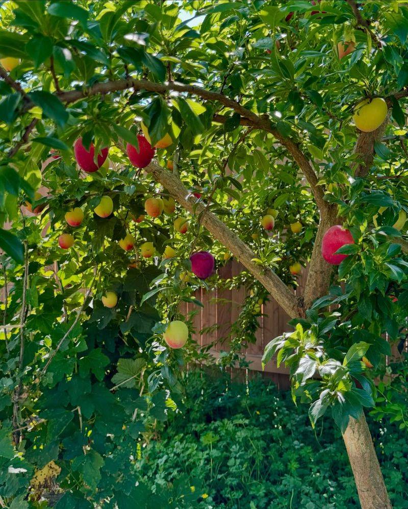 Plum