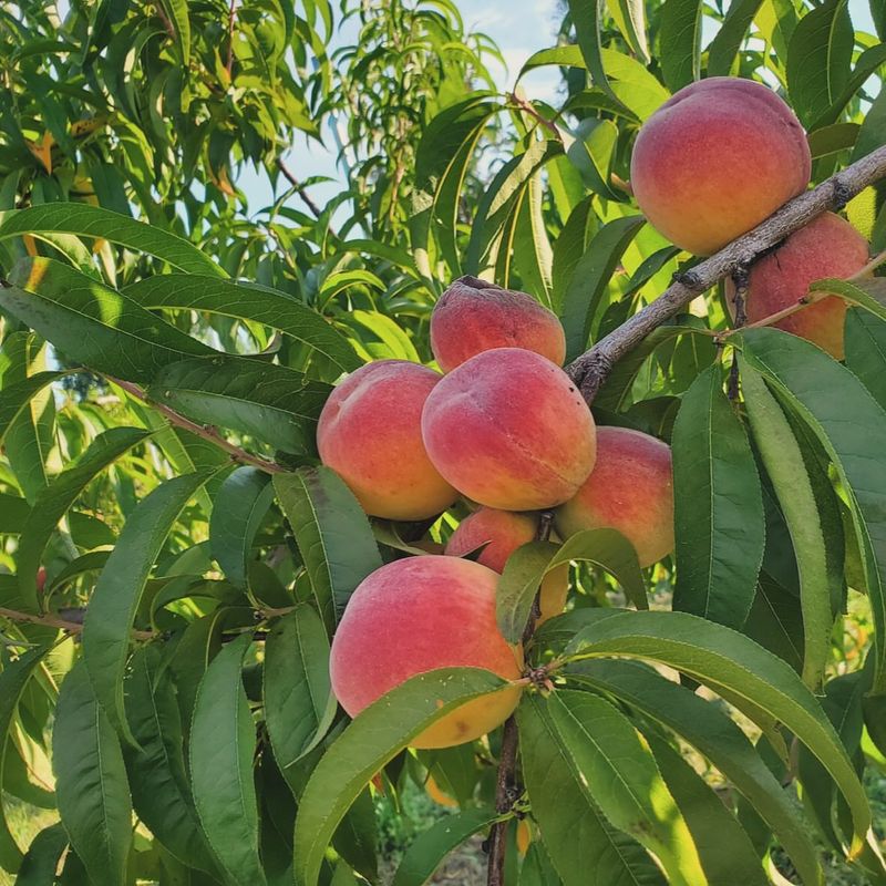 Peaches