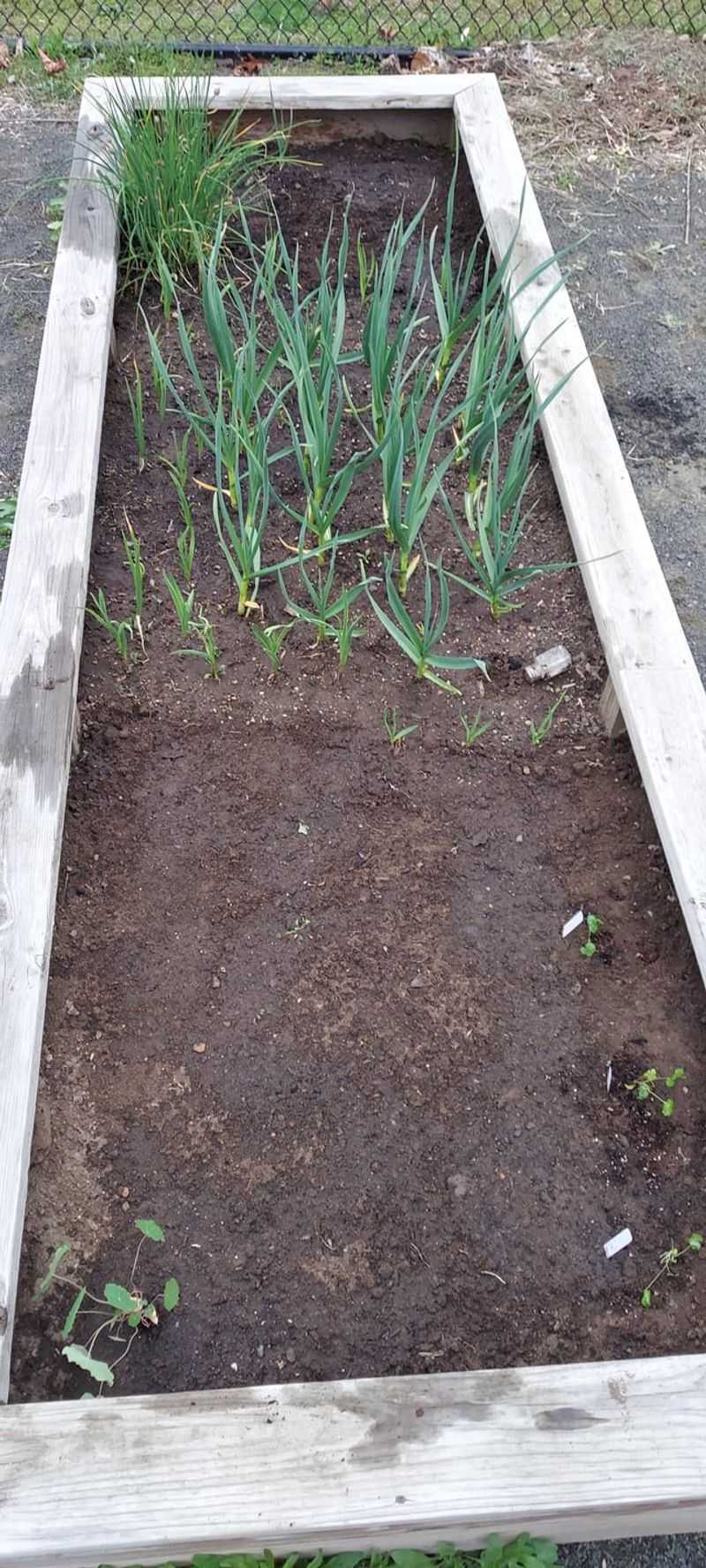 Beets And Garlic: Strengthening Soil Health