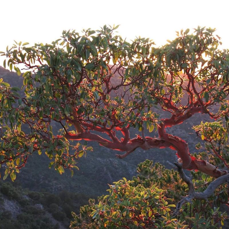 Texas Madrone