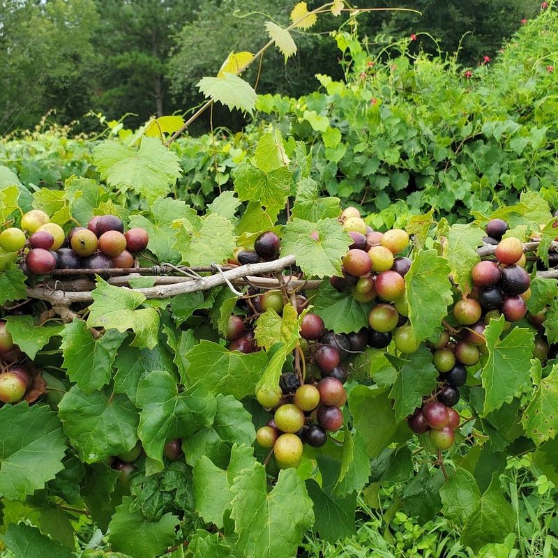 Muscadines